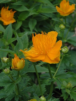 TROLLIUS chinensis Golden Queen